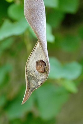 Wisteria floribunda - visterie květnantá - puklý plod (lusk) a semeno